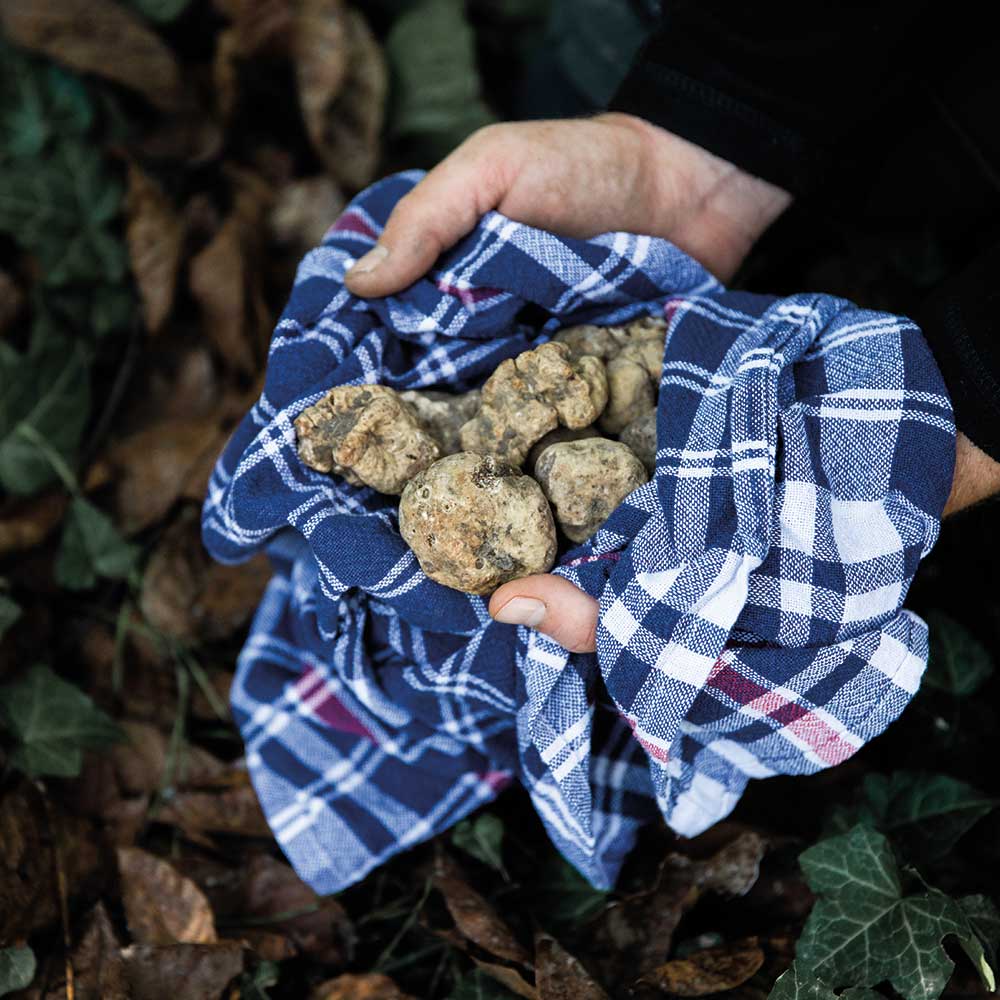 Ricerca del tartufo
